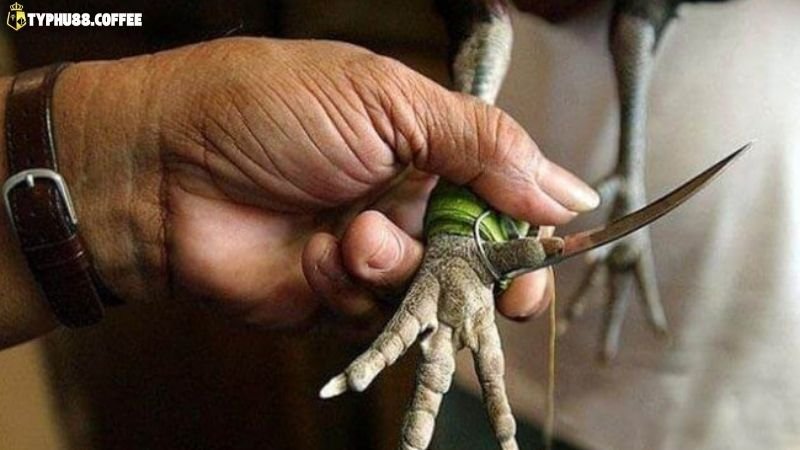 Luật Đá Gà Cựa Dao - Điều Kiện Thi Đấu Mới Nhất 4 da-ga-cua-dao-typhu88-cach-dat-cuoc-&-choi-hieu-qua