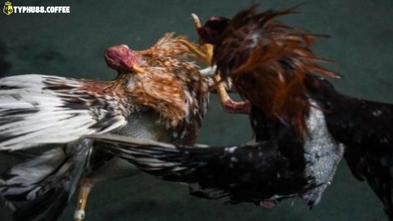 Luật Đá Gà Cựa Dao - Điều Kiện Thi Đấu Mới Nhất 2 luat-da-ga-cua-dao-nhung-dieu-co-ban-khong-nen-bo-qua