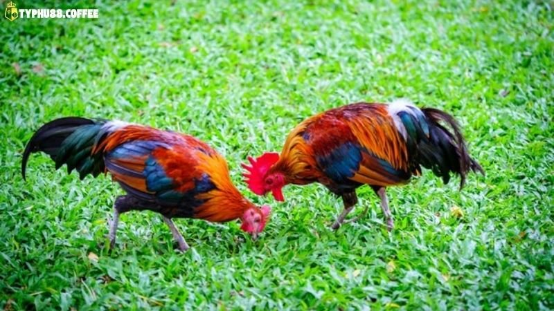 Luật Đá Gà Thomo - Cập Nhật Mới Nhất 2025 3 luat-da-ga-thomo-co-cong-bang-khong?-nguoi-choi-len-tieng